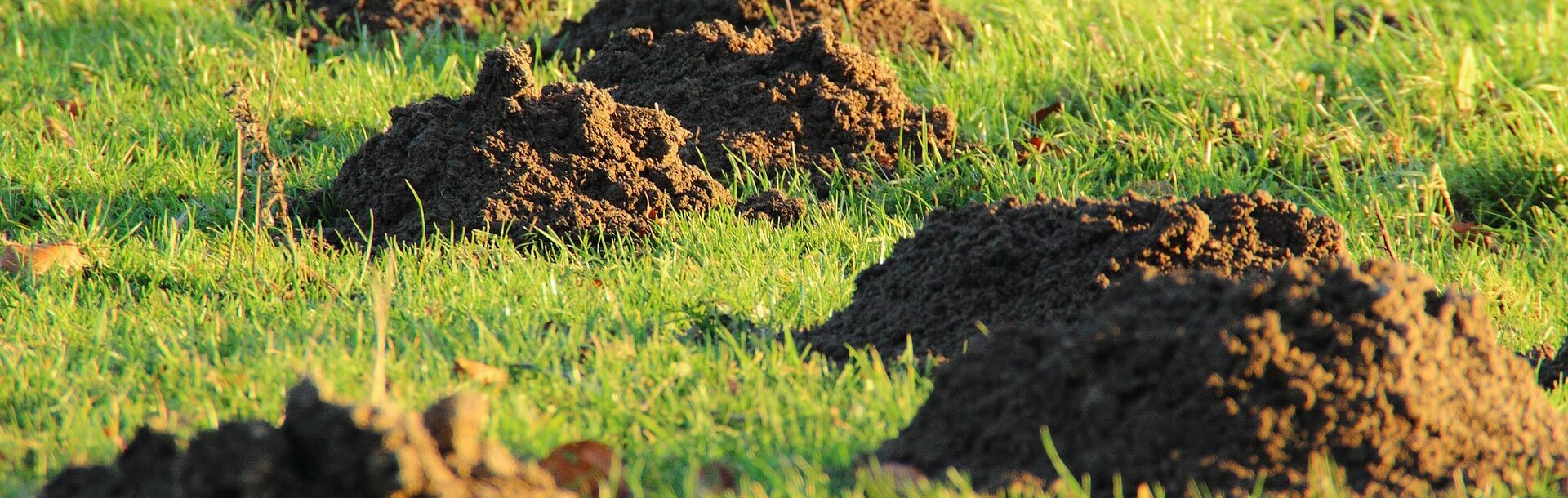 Overige ongewenste dieren