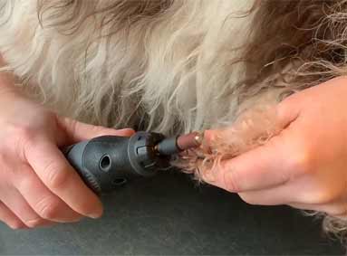 Instructievideo: De nagels van je hond vijlen