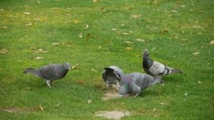 vogels-in-tuin.jpg