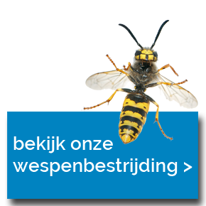 Alle wespenbestrijding