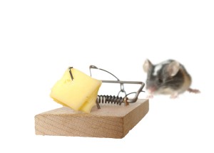 bigstock-Mouse-And-Trap-12388130-300x215.jpg