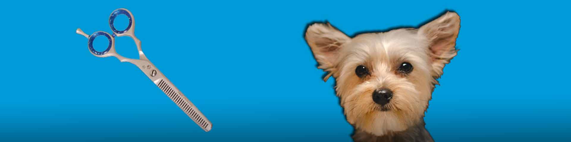 verraden Geleidbaarheid bewonderen Tips Effileerschaar hond - Macrovet Weblog